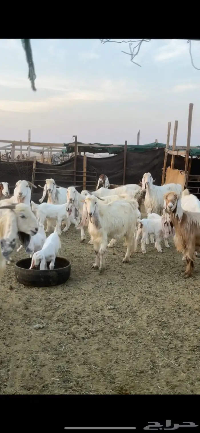 معزا عوارض صفر ومصريات بفحولها رغايث ودفيع وضريع 41