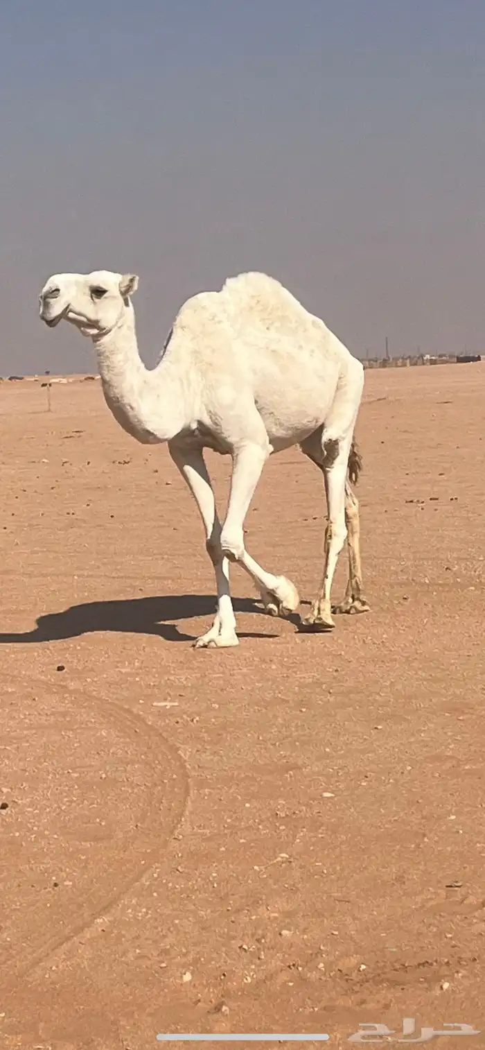 ضريبه وضحاء منتج 1