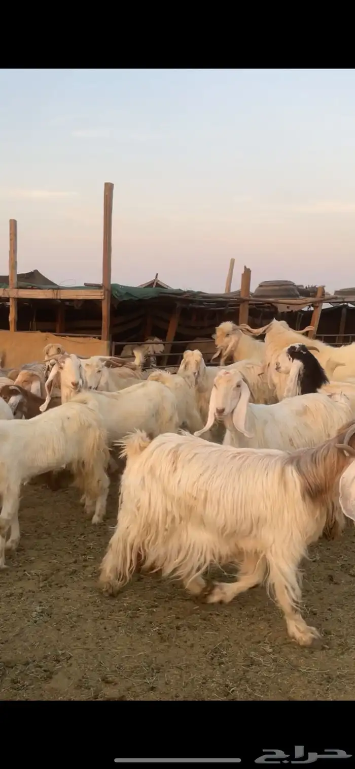 معزا عوارض صفر ومصريات بفحولها رغايث ودفيع وضريع 18