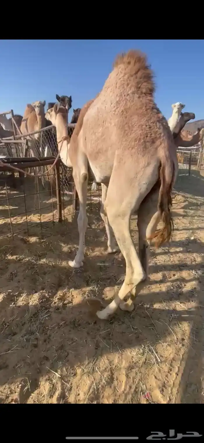 قعود بلدي كفو للبيع 0