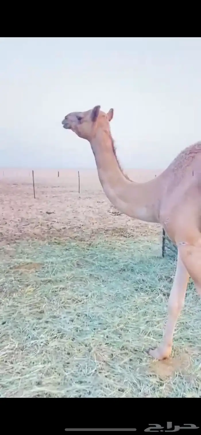 للبيع هجن الهجن سبوق الحقه 8