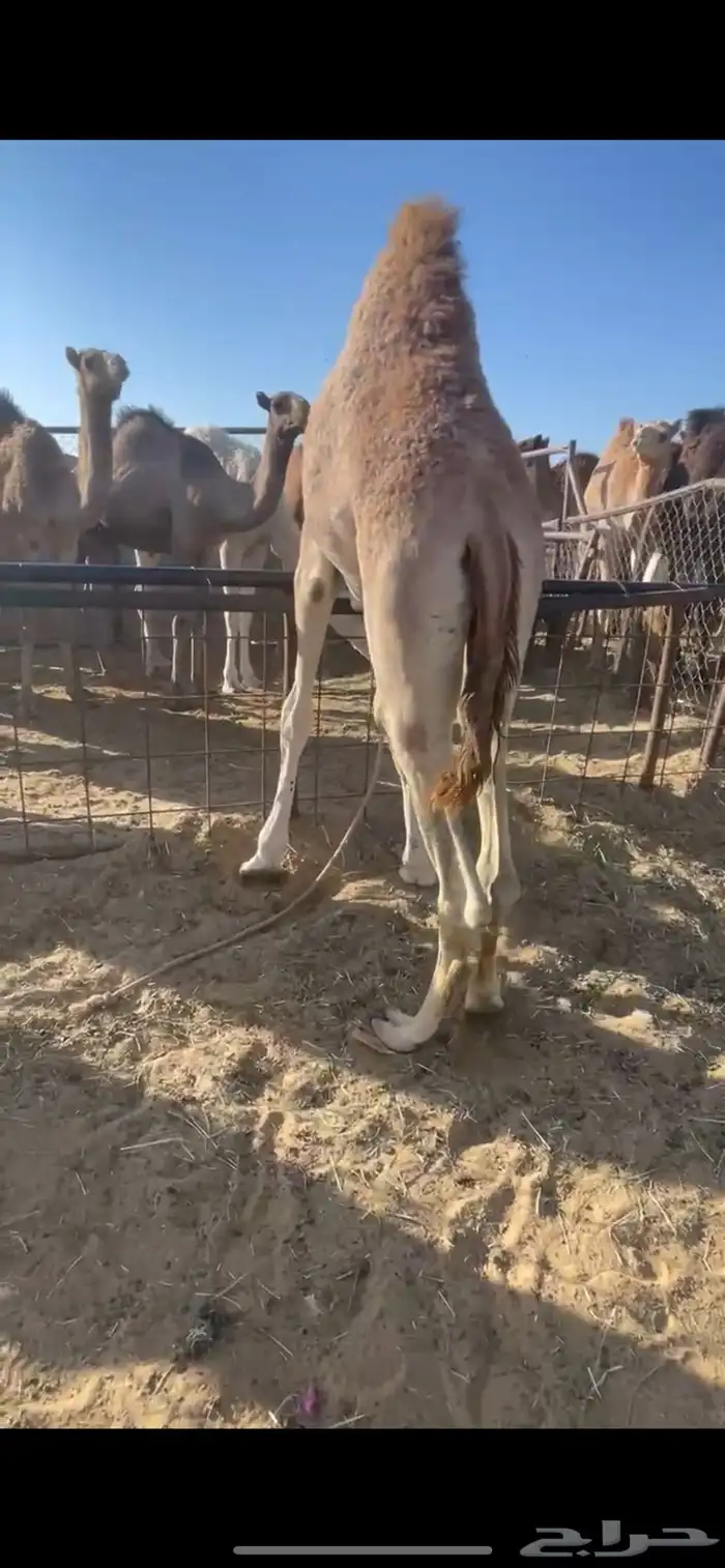 قعود بلدي كفو للبيع 1