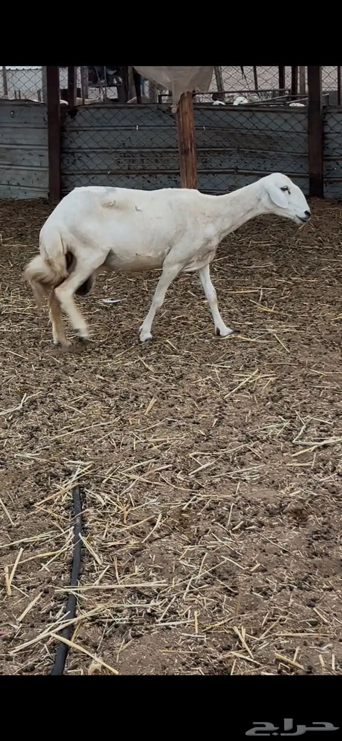 نعجه متبوعه برخل 1