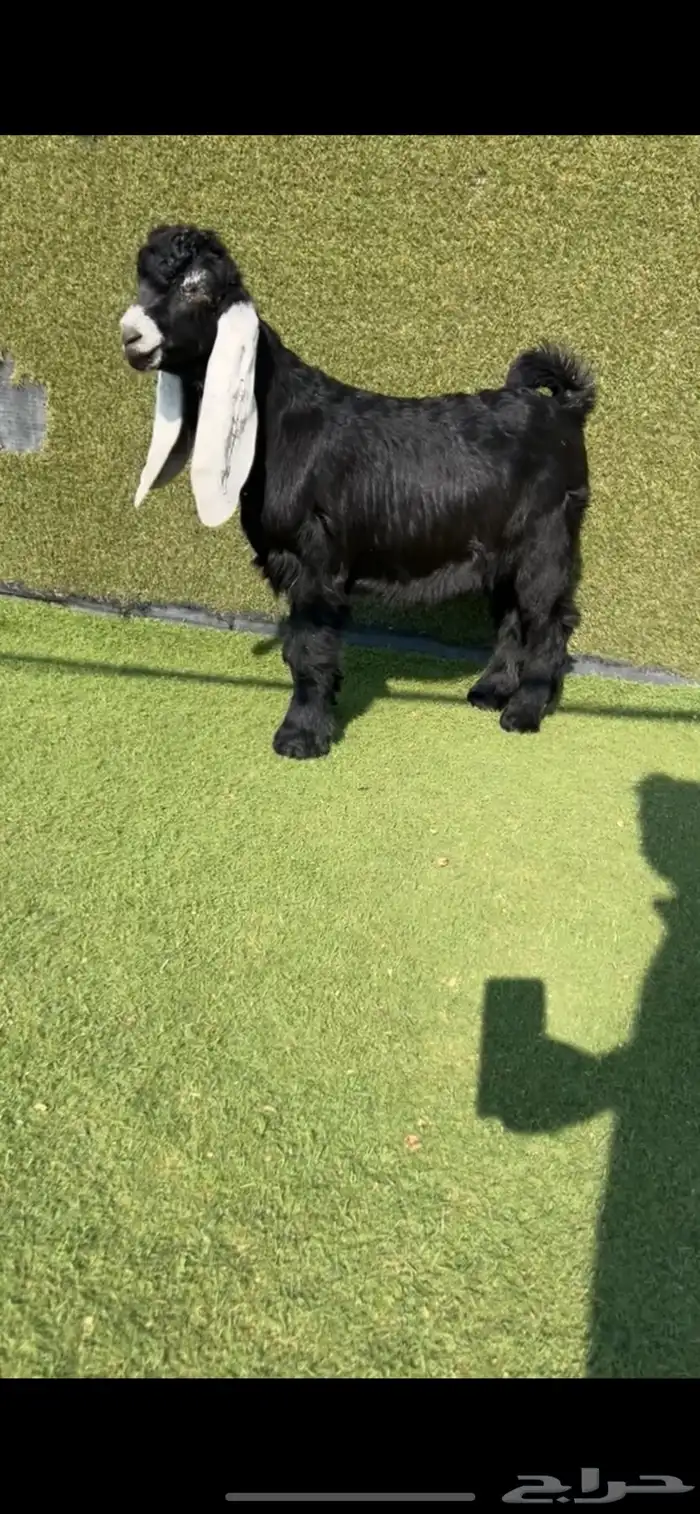 للبيع مشروع فحل عارضي كفففو تتم البيع 1