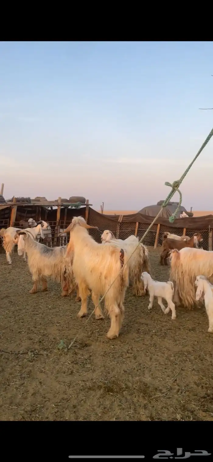 معزا عوارض صفر ومصريات بفحولها رغايث ودفيع وضريع 13