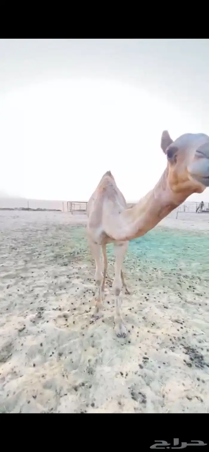 للبيع هجن الهجن سبوق الحقه 6