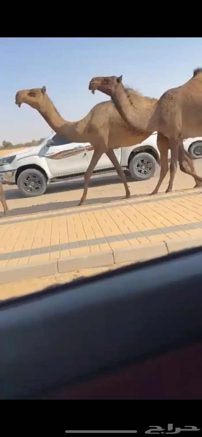 البل الصفر الكفو 2