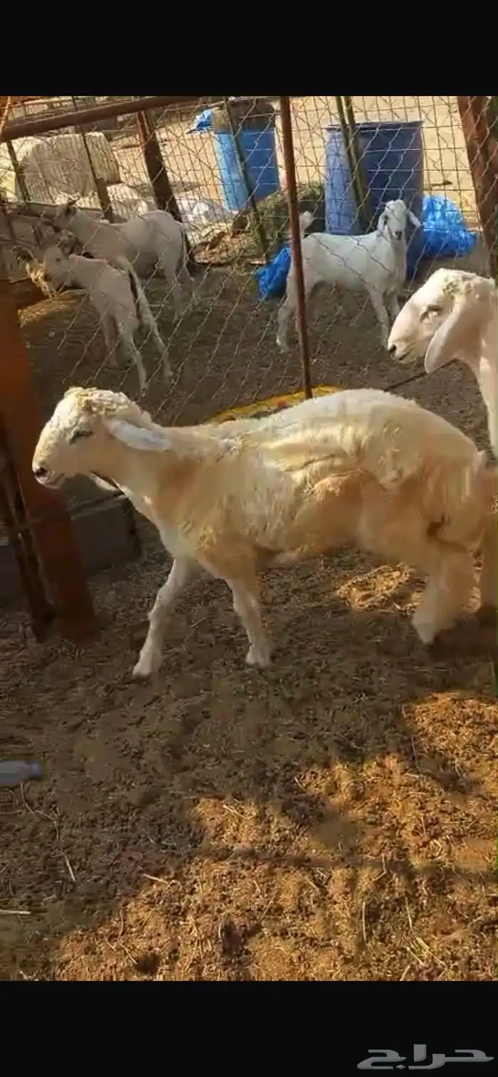 طليان فوق 6 شهور 3