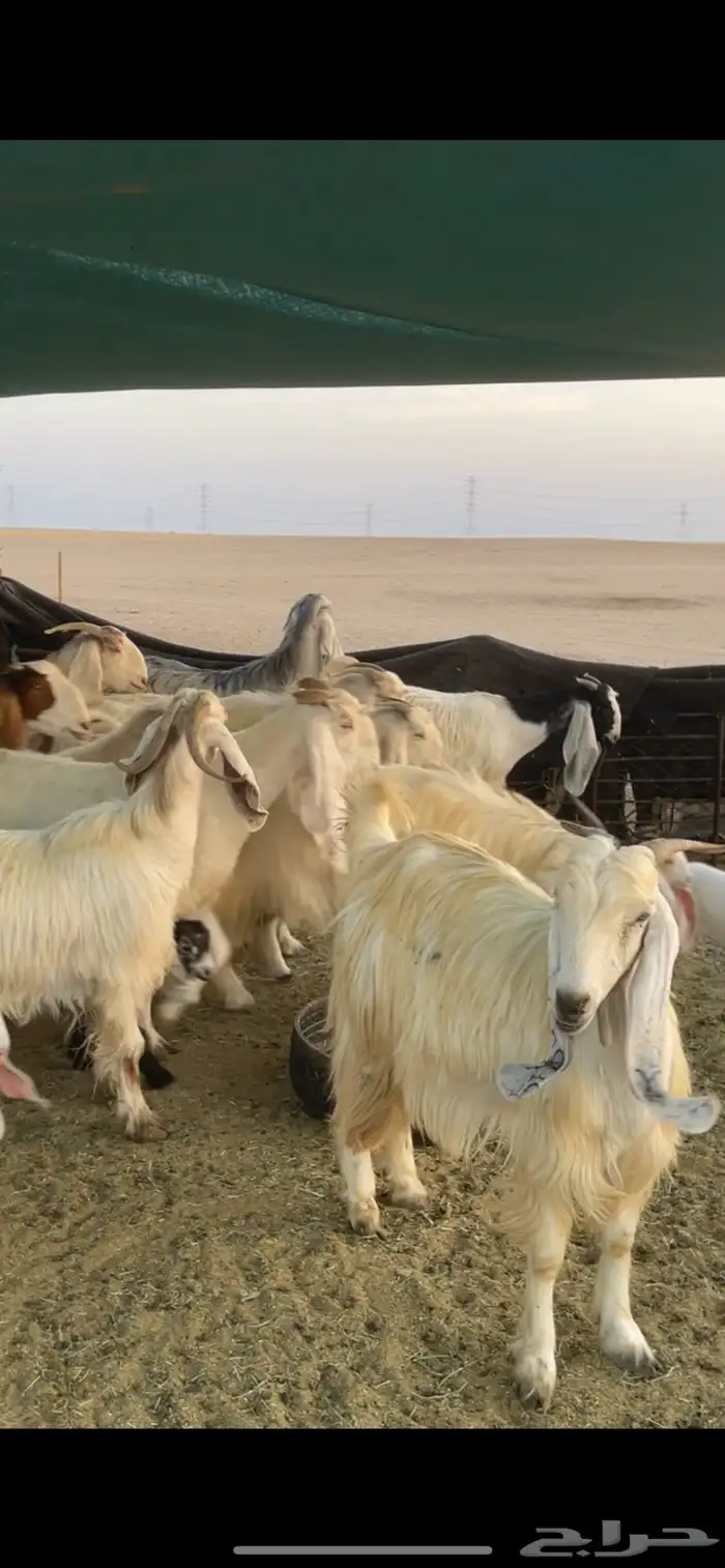 معزا عوارض صفر ومصريات بفحولها رغايث ودفيع وضريع 34