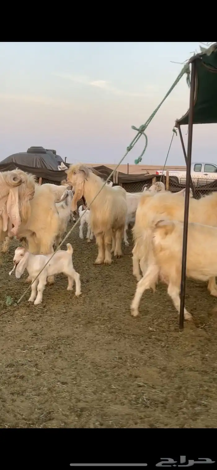 معزا عوارض صفر ومصريات بفحولها رغايث ودفيع وضريع 36