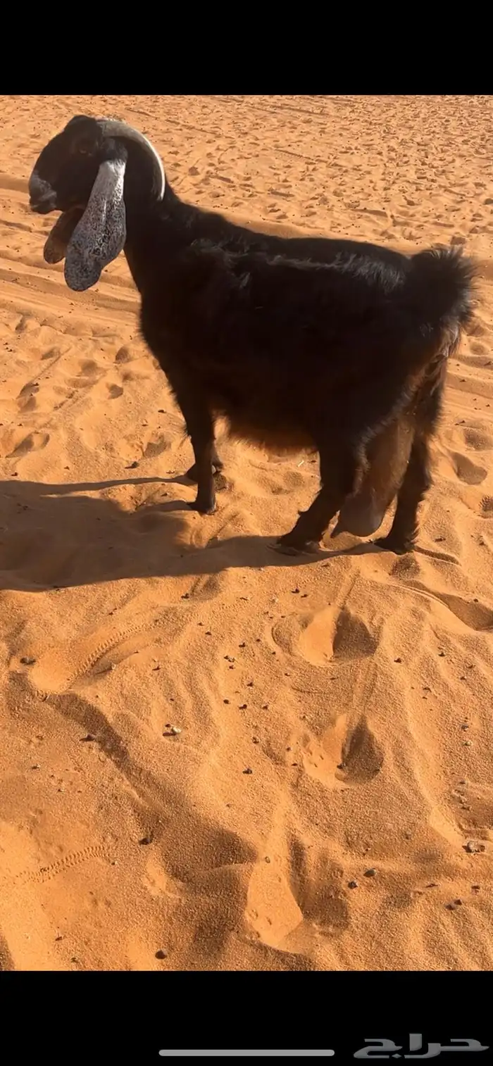 عارضيه حاصب 2