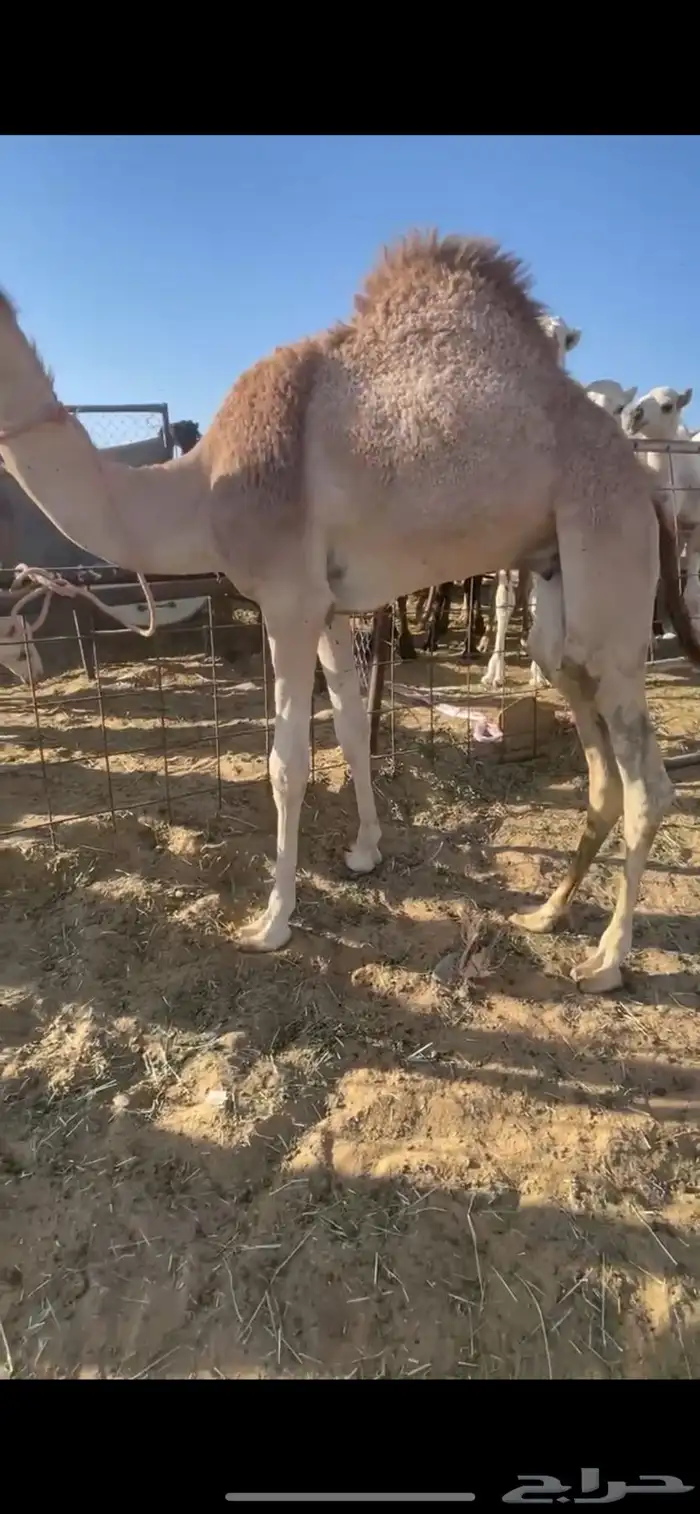 قعود بلدي كفو للبيع 4