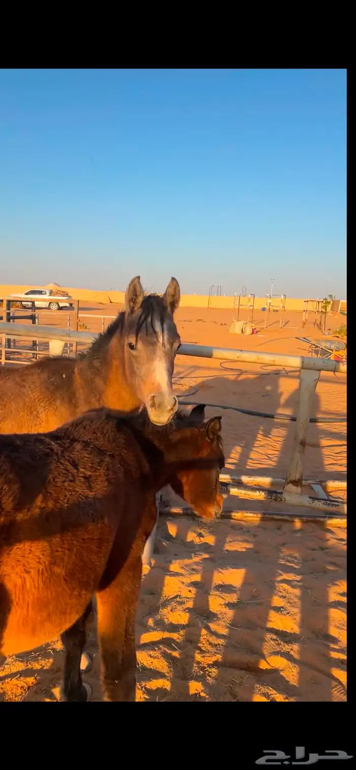 مهره شعبيه 0