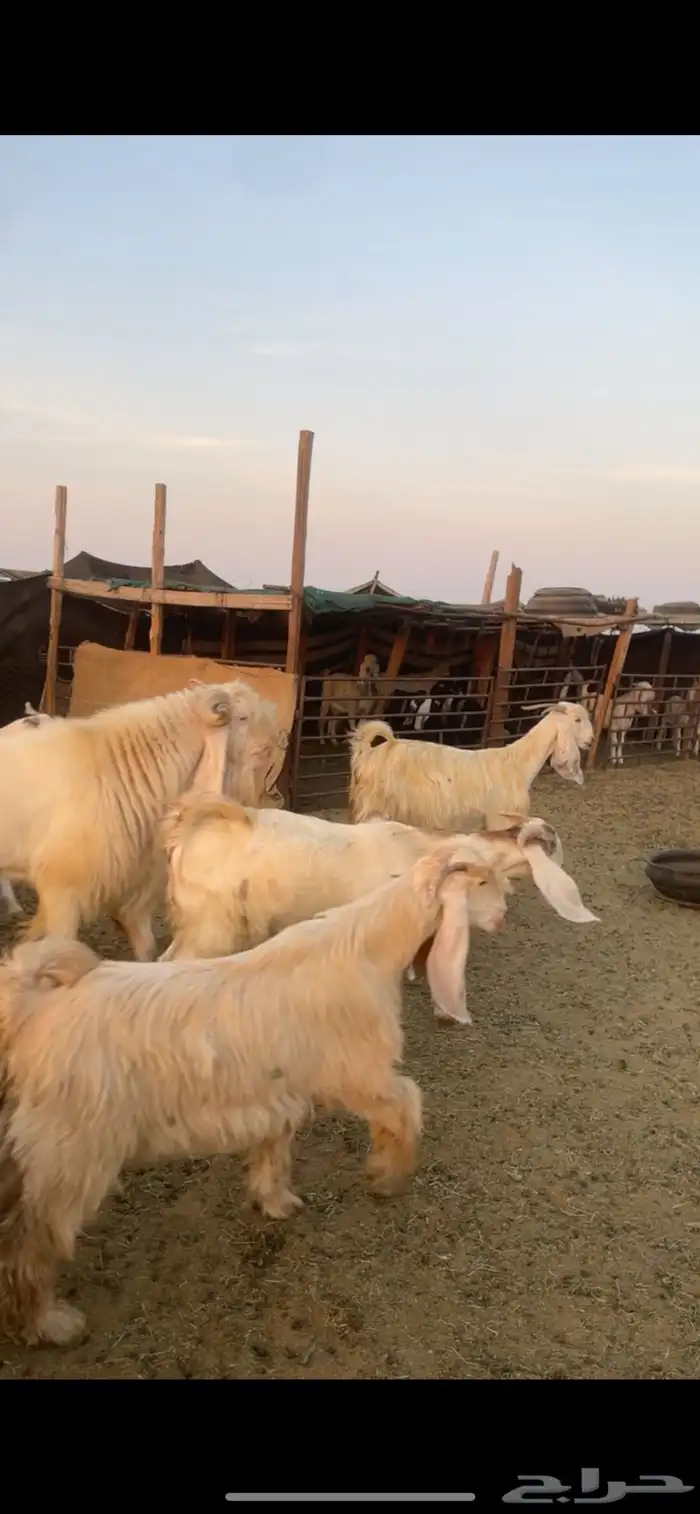 معزا عوارض صفر ومصريات بفحولها رغايث ودفيع وضريع 7