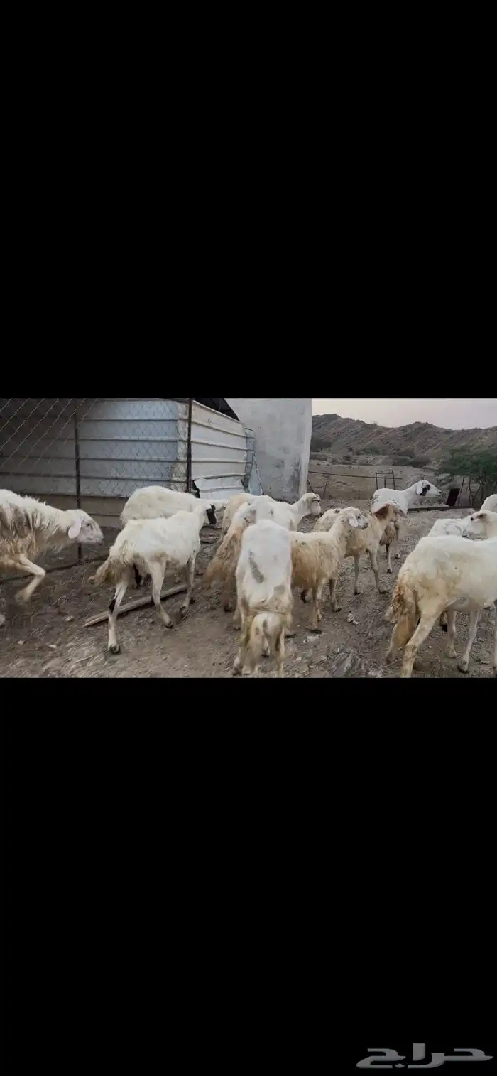 ضان مقاني بالفحل للبيع..تم البيع 1