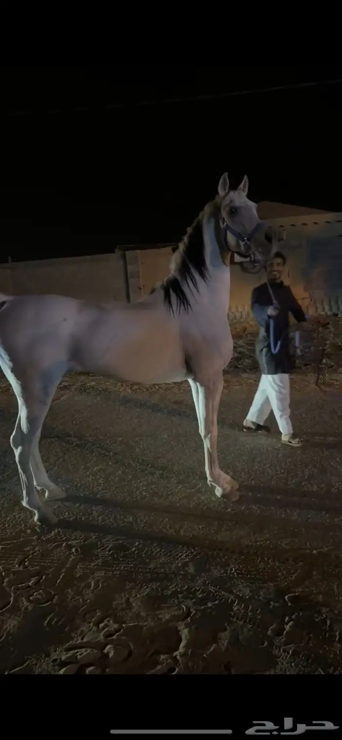 عقاب السويكت ولد سهم الشقب حفيد عديد الشقب مصري بيور 2