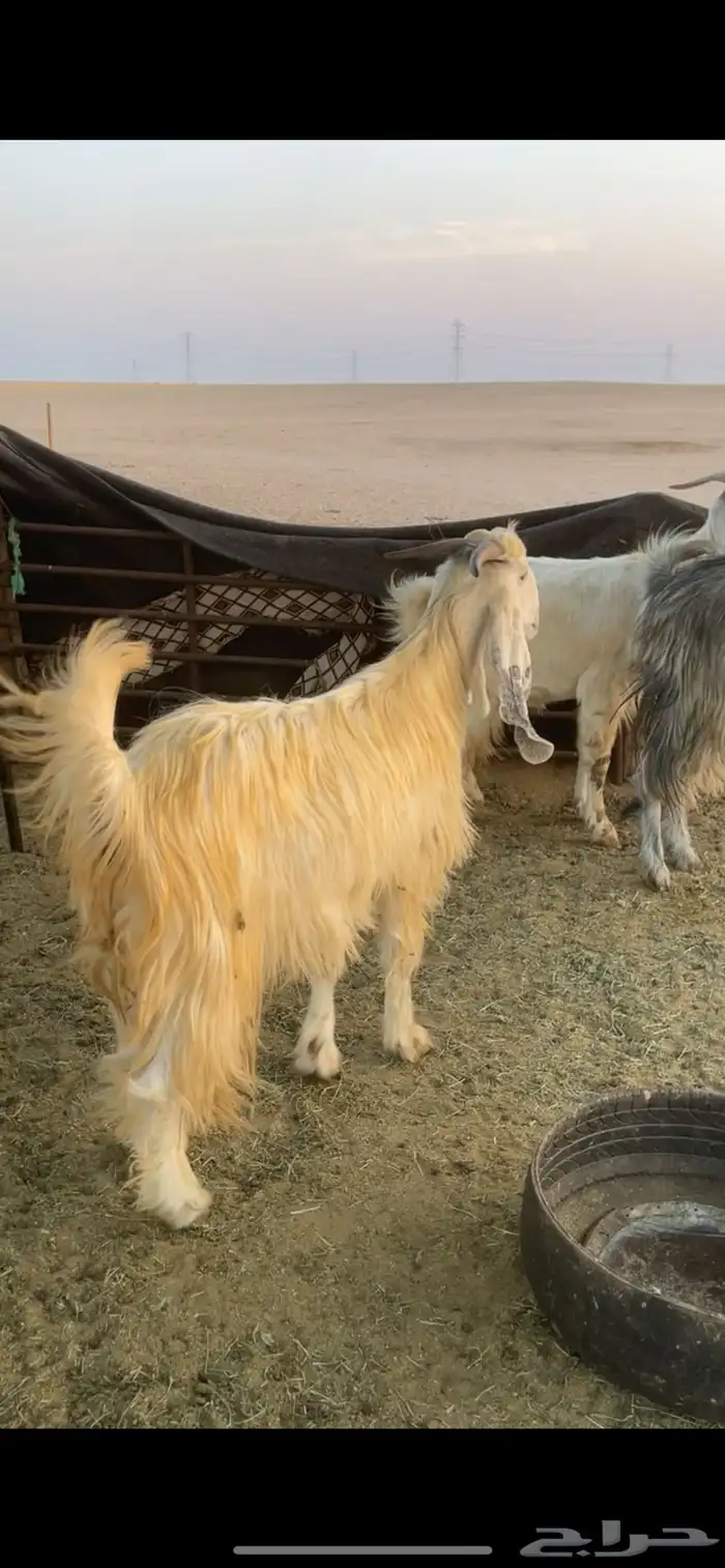 معزا عوارض صفر ومصريات بفحولها رغايث ودفيع وضريع 28