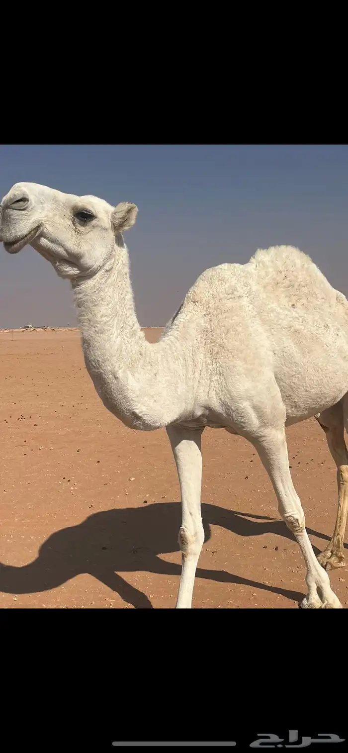 ضريبه وضحاء منتج 3