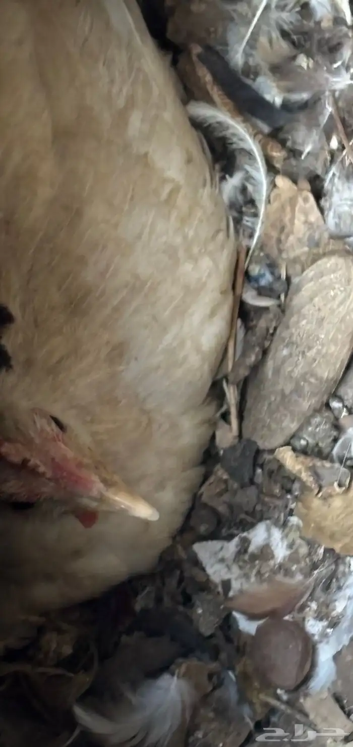 دجاجه للبيع مع بيضها وصيصانها 2