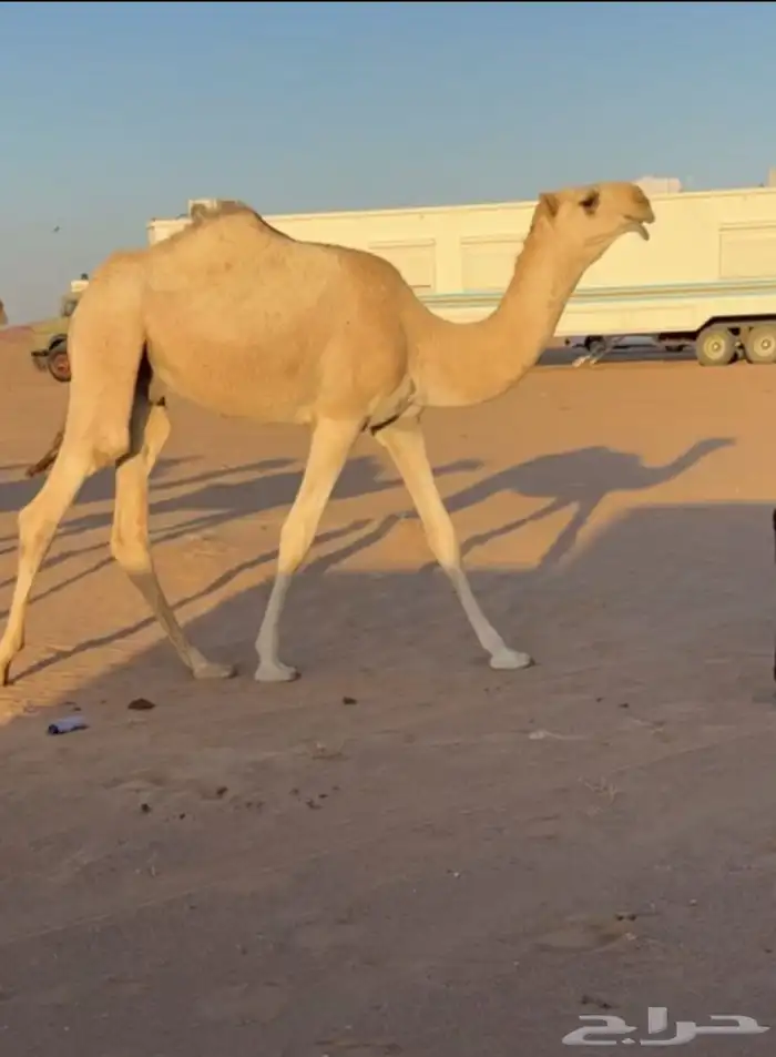 قعود باتلي 1