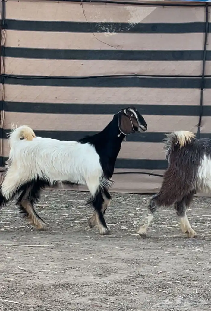 عنقان طيبه مقنا ولا ذبح 0