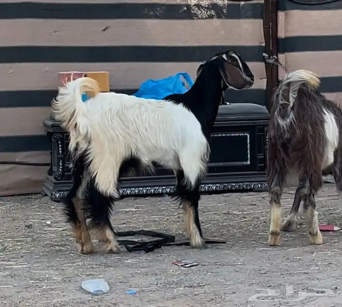 عنقان طيبه مقنا ولا ذبح 2