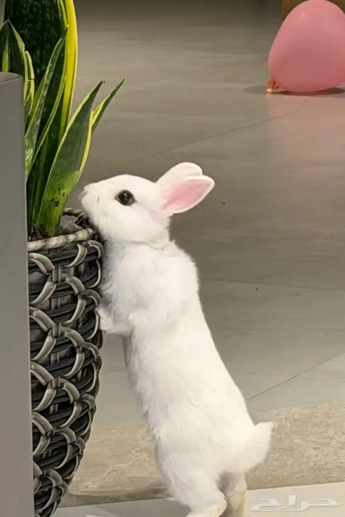 ارانب منزلية 3