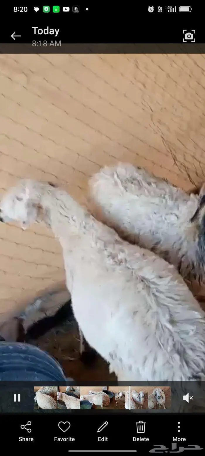 ثنتين حيل سمان حمايس 0