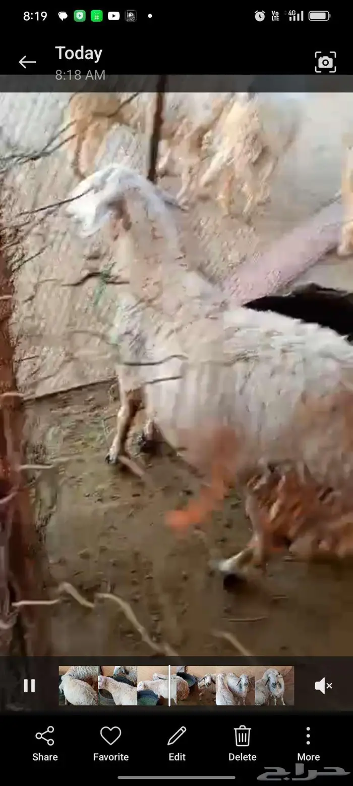 ثنتين حيل سمان حمايس 1