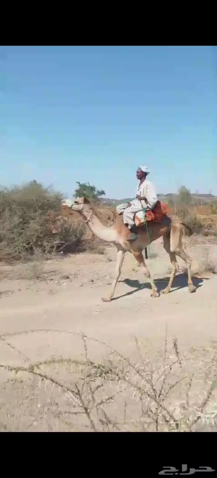 قعود ركبي لقي 0