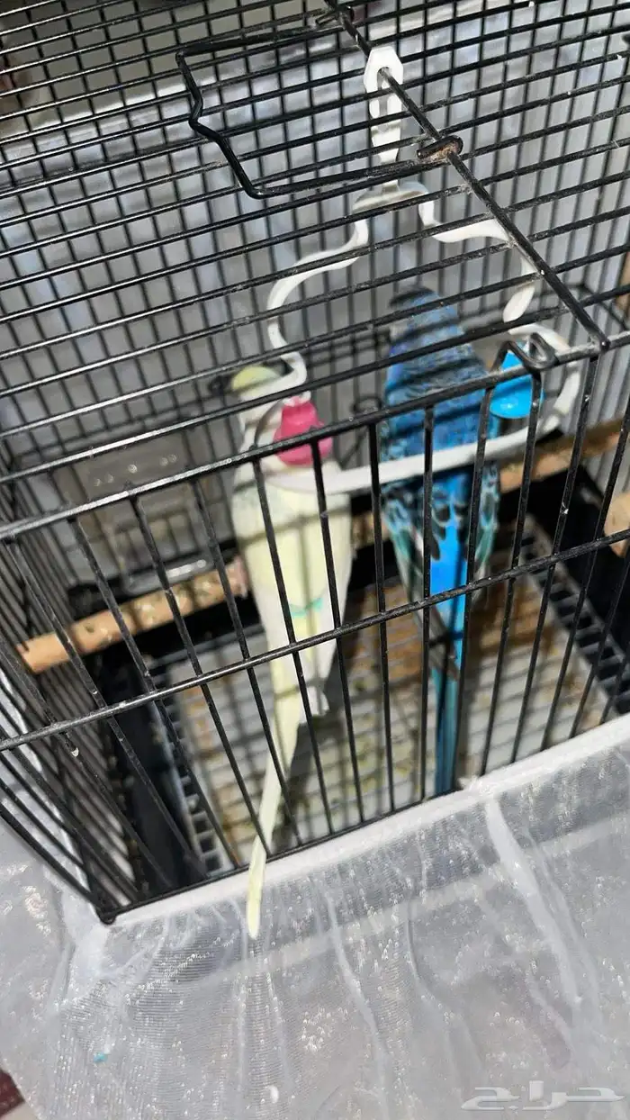 طيور الحب ( بادجي ) 1