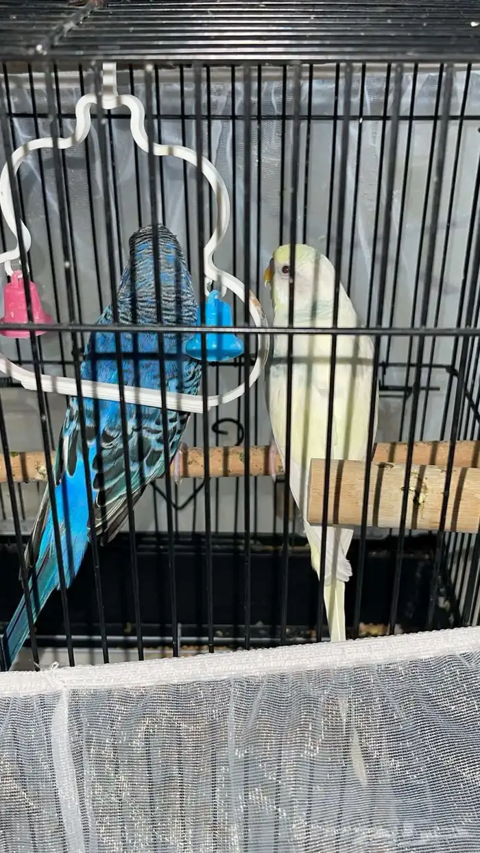 طيور الحب ( بادجي ) 0