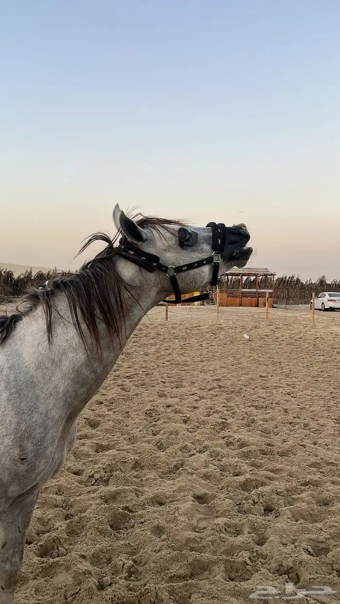 حصان للبيع 1