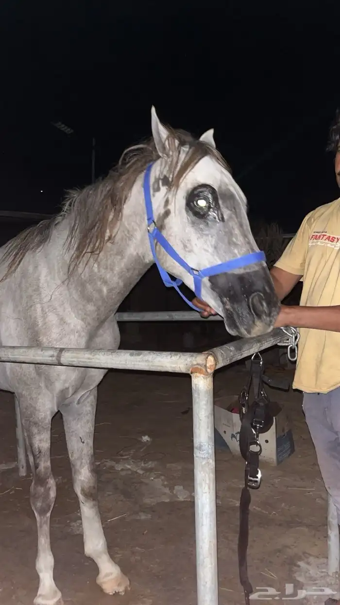 حصان للبيع 2