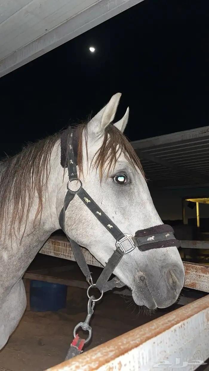 حصان للبيع 0