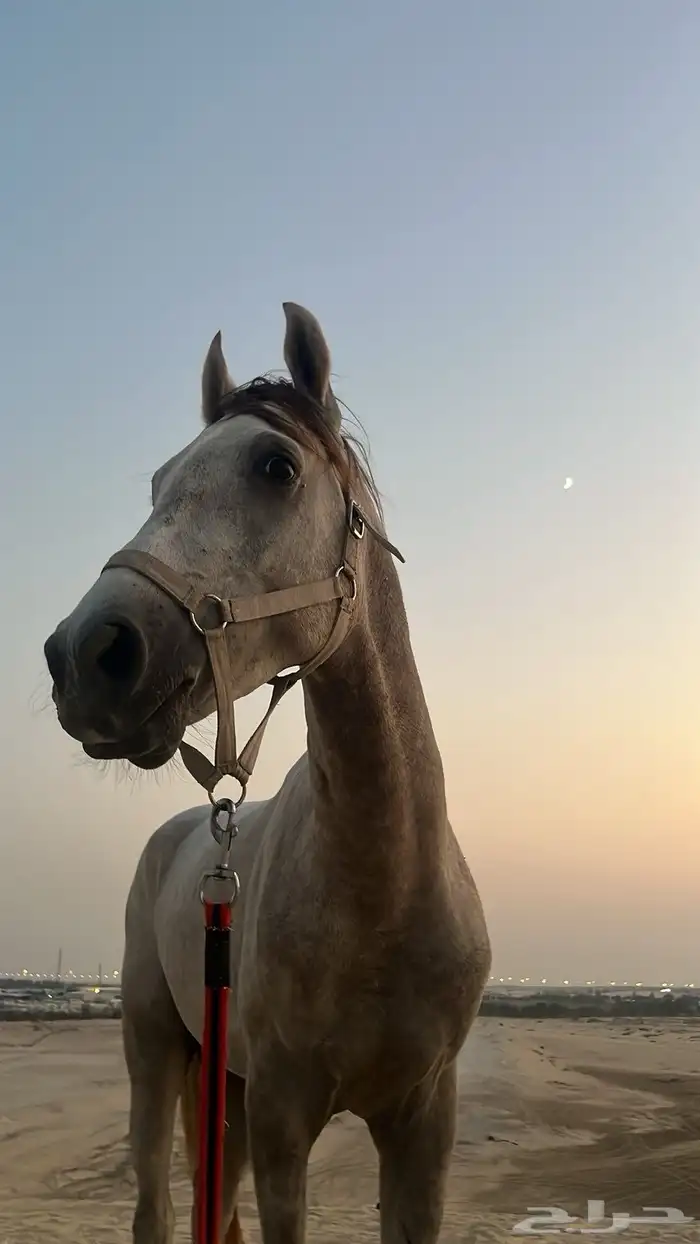 حصان للبيع 3