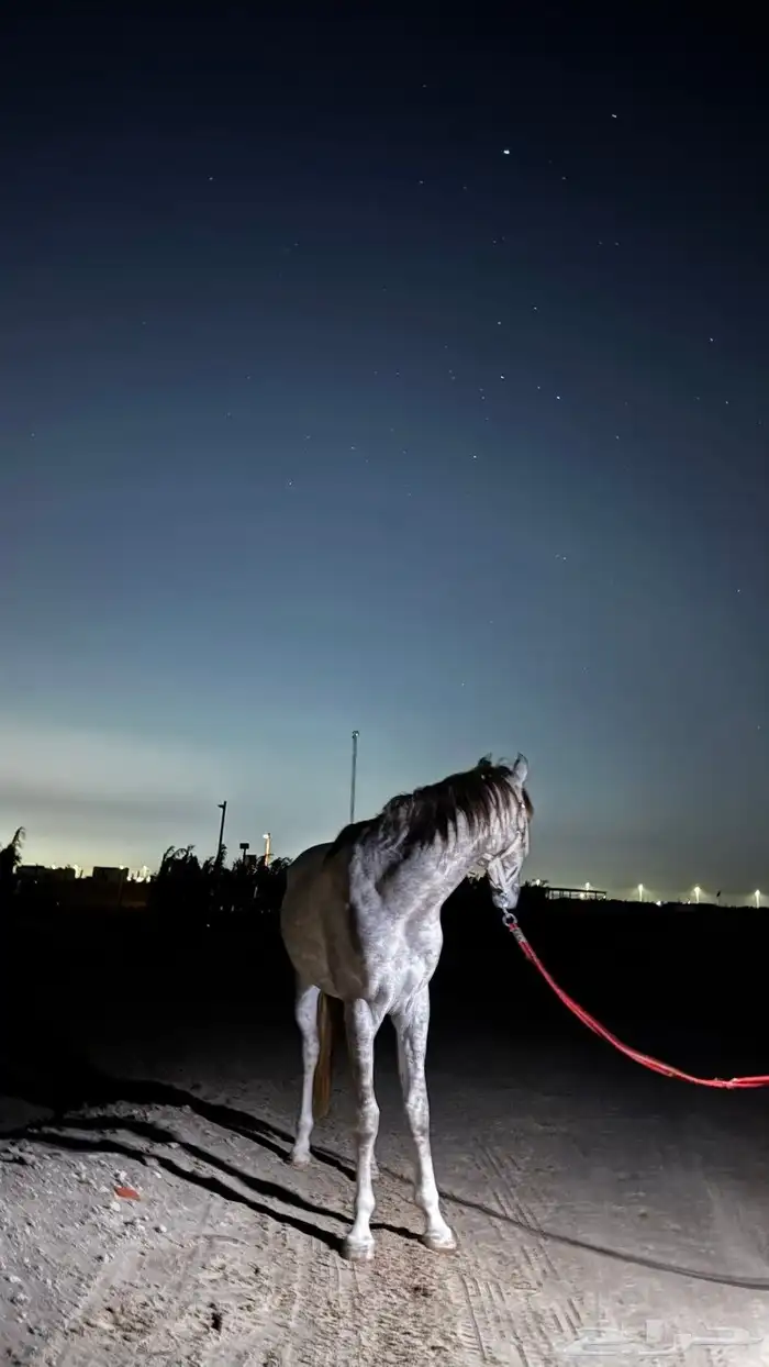 حصان للبيع 5