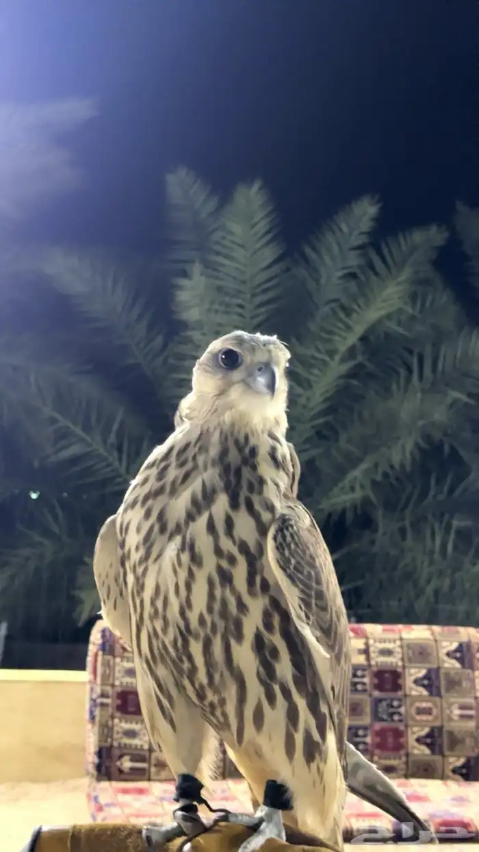 حر للبيع او مطلوب 0