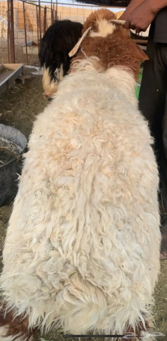 ذبايح طيبه 3