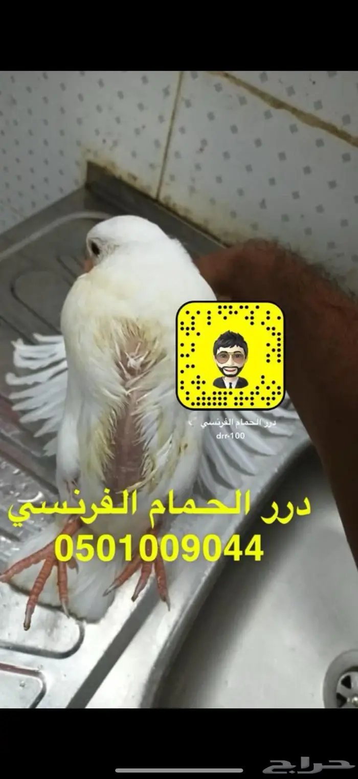 مزرعة زغاليل حمام فرنسي شحم ماشاء الله 2