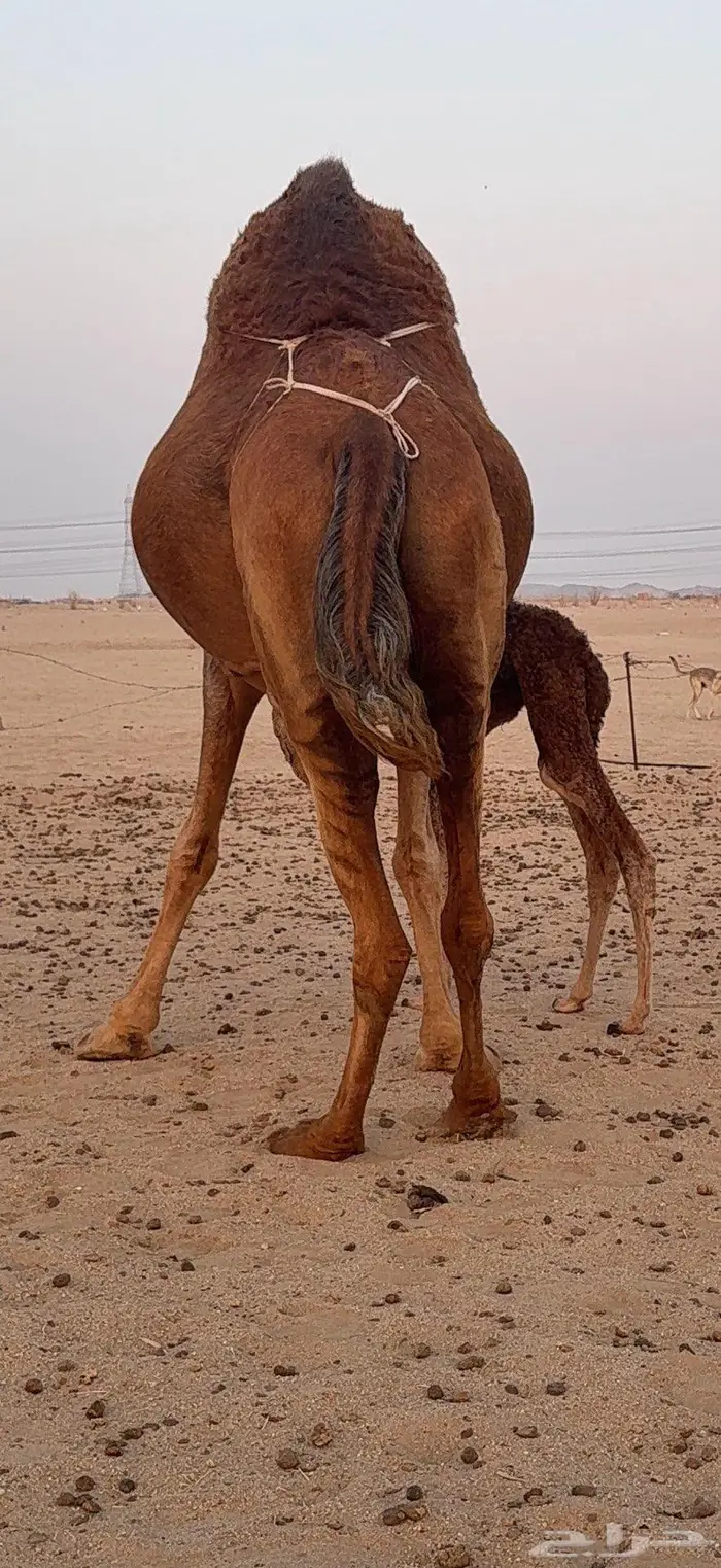 خلفة مصغر ساحلية حمراء هادية 5