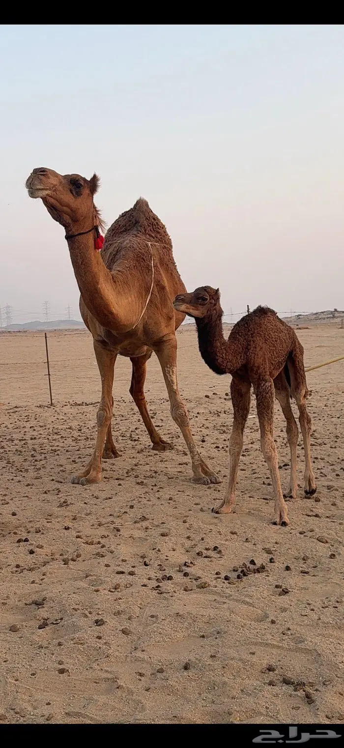 خلفة مصغر ساحلية حمراء هادية 1