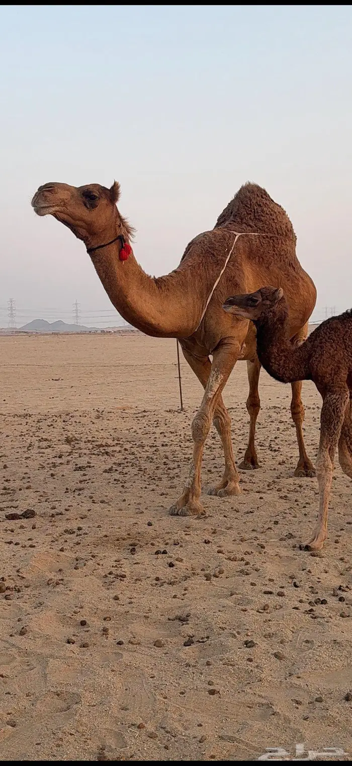 خلفة مصغر ساحلية حمراء هادية 2