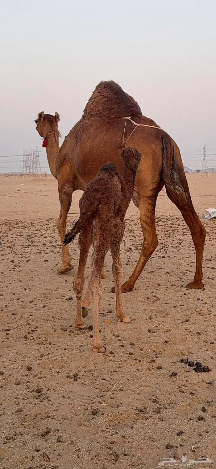 خلفة مصغر ساحلية حمراء هادية 6