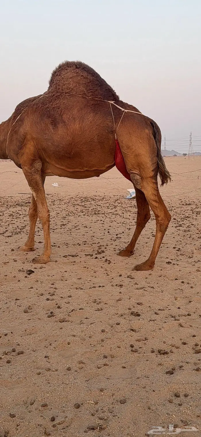 خلفة مصغر ساحلية حمراء هادية 4