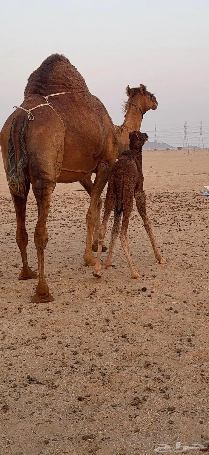 خلفة مصغر ساحلية حمراء هادية 7