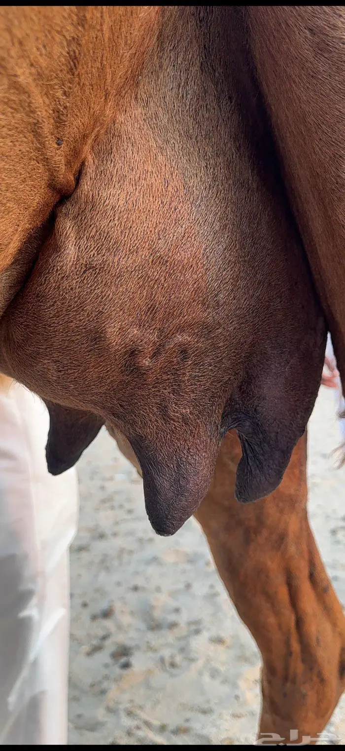 خلفة مصغر ساحلية حمراء هادية 0