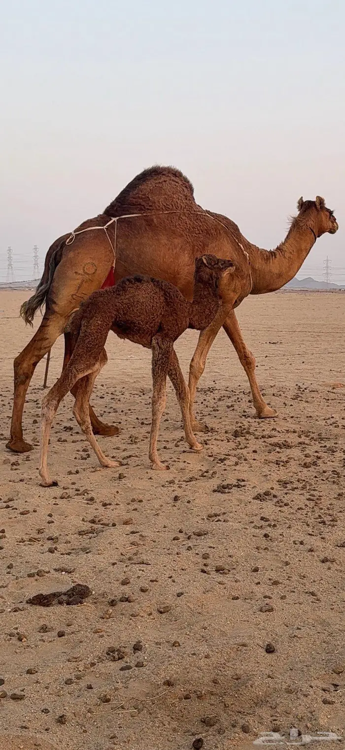 خلفة مصغر ساحلية حمراء هادية 3