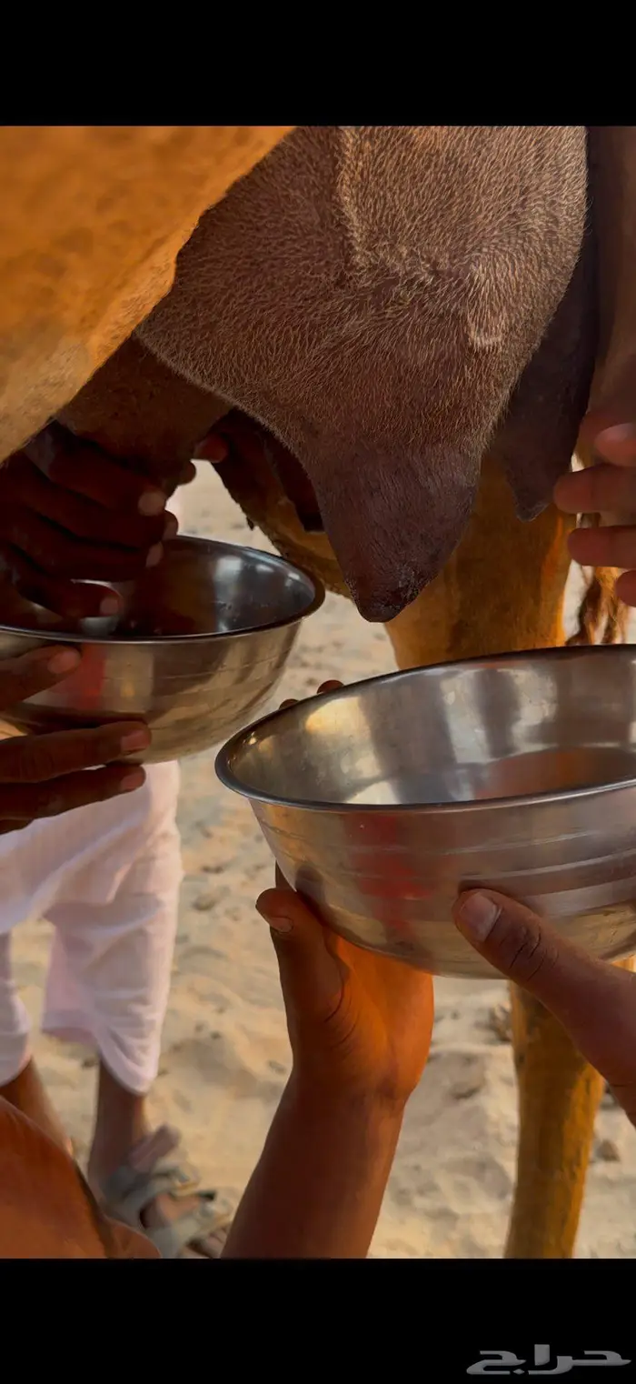 خلفه مصغر حليب وافر 5