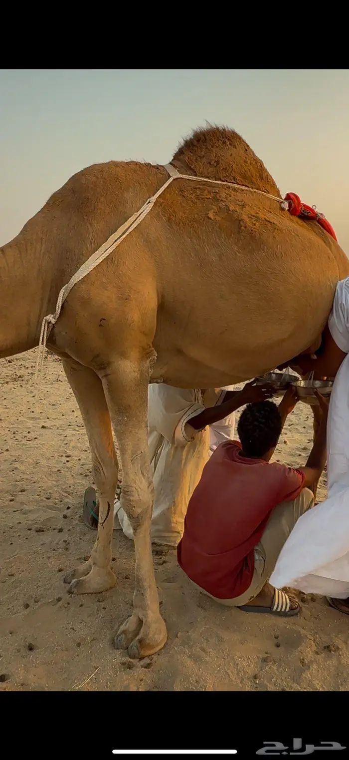 خلفه مصغر حليب وافر 1